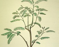 Дерево в Николаевском цветнике Д.769 л.133.
